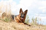 BERGER ALLEMAND 222